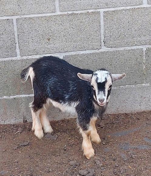 2 dwerggeit gecastreerde bokjes te reserveren, Dieren en Toebehoren, Schapen, Geiten en Varkens