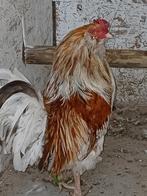 Zanghaan., Dieren en Toebehoren, Pluimvee