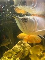 Super tamme arowana van +-50 cm, Dieren en Toebehoren, Vissen | Aquariumvissen