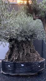 Olivier ancien, Enlèvement, Olivier