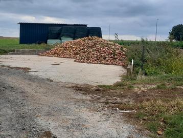 voederbieten ,  mais bollen beschikbaar voor biedingen