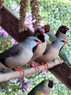 Spitsstaartamadine 2025