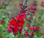 Salvia Miccrophylla Rood, Jardin & Terrasse, Plantes | Jardin, Enlèvement