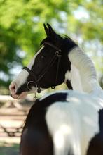 Leuk spring/ allround paard 5j, Dieren en Toebehoren, Paarden, Merrie, Springpaard, B, 3 tot 6 jaar