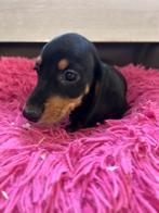 Kortharige teckel pups, Dieren en Toebehoren, Honden | Teckels en Dashonden, België, 8 tot 15 weken, Meerdere, Fokker | Professioneel