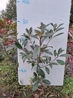 Photinia - glansmispel, Ophalen