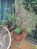 orleander, Tuin en Terras, Planten | Tuinplanten, Ophalen