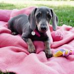 "Nina" Teckel Korthaar - lief en klein prinsesje, 15 weken tot 1 jaar, Handelaar, Dwerg, Eén hond
