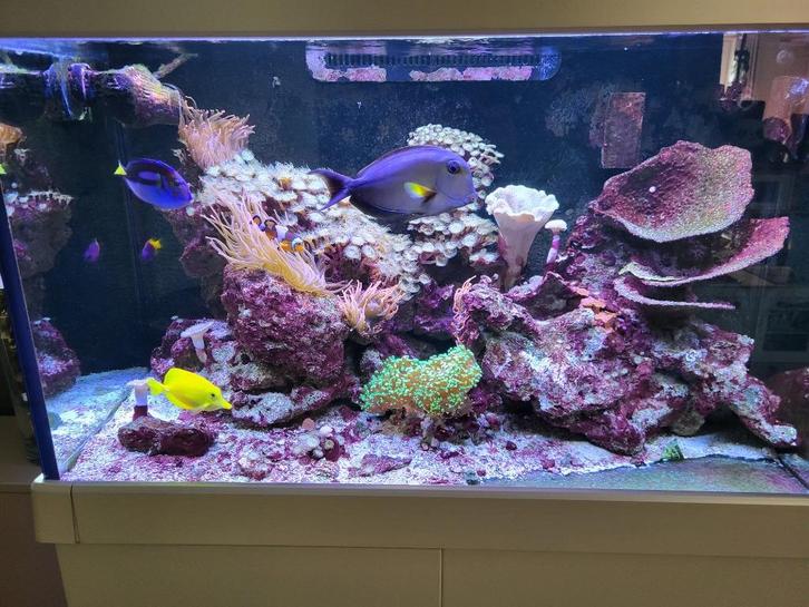 Zoutwateraquarium gevuld, Dieren en Toebehoren, Vissen | Aquaria en Toebehoren, Gebruikt, Gevuld zeewateraquarium, Ophalen