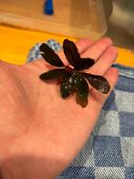 Bucephalandra 'Pandora', Ophalen of Verzenden, Plant(en), Steen of Hout