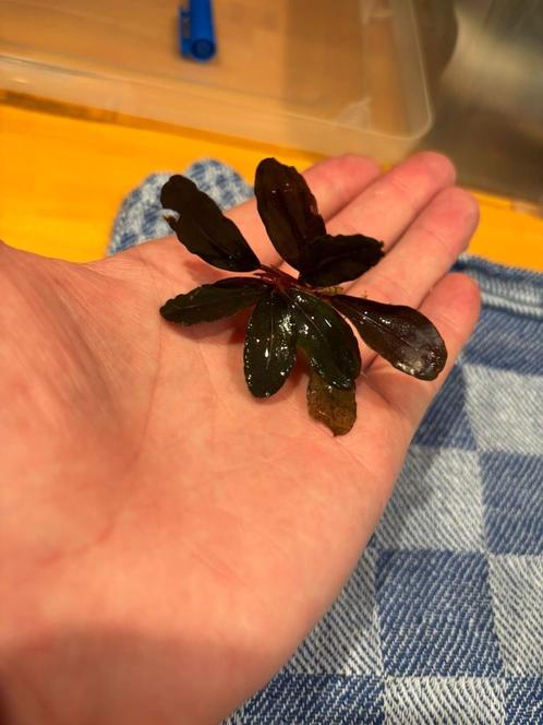 Bucephalandra 'Pandora', Dieren en Toebehoren, Vissen | Aquaria en Toebehoren, Plant(en), Steen of Hout, Ophalen of Verzenden
