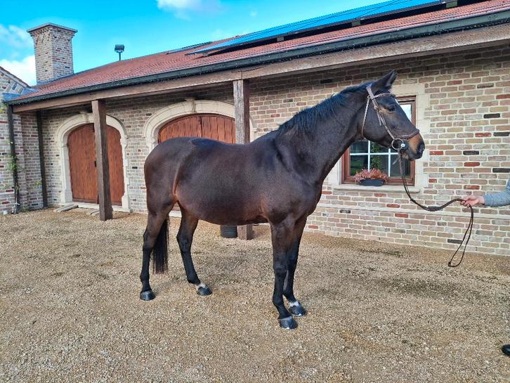 Mooie, drachtige fokmerrie (level 1.30m), Dieren en Toebehoren, Paarden, Merrie, Z, 165 tot 170 cm, 11 jaar of ouder, Springpaard