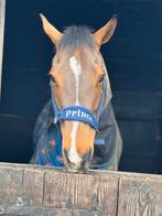 6 jarige ruin te koop, Enlèvement, Comme neuf