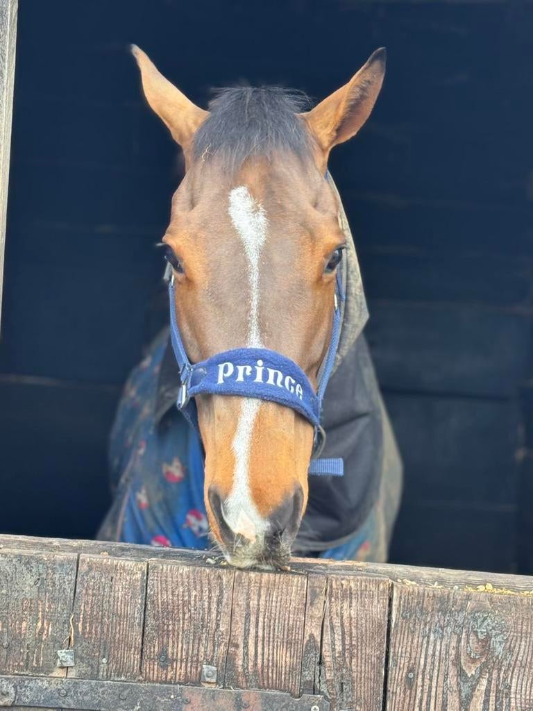 6 jarige ruin te koop, Dieren en Toebehoren, Paarden en Pony's | Verzorgingsproducten, Zo goed als nieuw, Ophalen