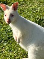 Kangaroe man, Dieren en Toebehoren, Maart, Mannelijk