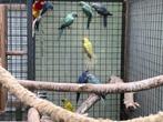 Halsbandparkiet, Meerdere dieren, Parkiet, Geringd