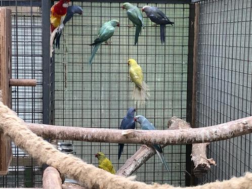 Halsbandparkiet, Dieren en Toebehoren, Vogels | Parkieten en Papegaaien, Parkiet, Meerdere dieren, Geringd