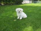 Maltezer pups, Animaux & Accessoires, Chiens | Chihuahuas & Chiens de compagnie, Plusieurs, Belgique, 8 à 15 semaines, Parvovirose