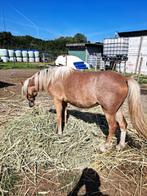 Welsh pony, Dieren en Toebehoren, Merrie, B, B pony (1.17m tot 1.27m), Met stamboom
