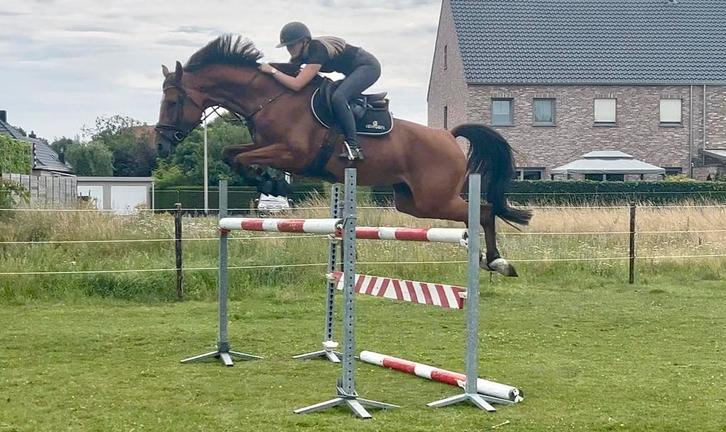 6-jarige en 3-jarige merrie te koop, Dieren en Toebehoren, Paarden, Merrie, 3 tot 6 jaar, Springpaard, Met stamboom, Gechipt, Ontwormd