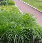 Carex Irish green, Ophalen, Halfschaduw