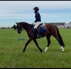 Supermooie D-pony, Dieren en Toebehoren, Paarden, Merrie