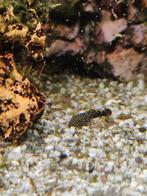 Vissen te geef., Dieren en Toebehoren