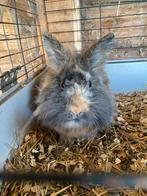 Dwerg konijnen, Nain