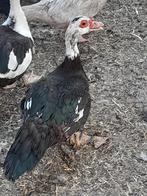 verkopen, Dieren en Toebehoren, Pluimvee, Vrouwelijk, Eend