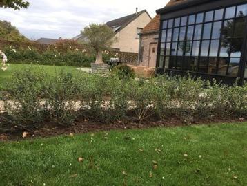 Osmanthus Burkwoodii! beschikbaar voor biedingen