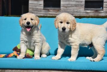 Prachtige Golden Retriever pups  beschikbaar voor biedingen