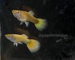 Guppen en endlers, Vis, Zoetwatervis, Schoolvis