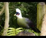 Turraco à crête blanche, Oiseau tropical, Bagué, Mâle