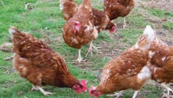 Poules pondeuses âgées de +/- 14 mois - 0472/51.09.71