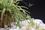 Graslelie stekken, Maison & Meubles, Plantes d'intérieur, Plante à fleurs, Enlèvement ou Envoi, Moins de 100 cm, Autres espèces