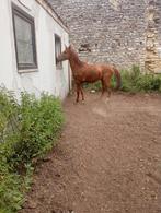 Klein paarden, Hengst