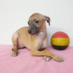 Italiaanse Windhond pup te koop (Belgisch), Dieren en Toebehoren, Honden | Windhonden, CDV (hondenziekte), Meerdere, 8 tot 15 weken