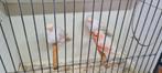 Kanarie, Dieren en Toebehoren, Vogels | Kanaries