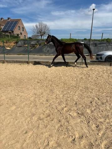 3 jarige dressuur gefokte hengst So Perfect, Dieren en Toebehoren, Paarden, 175 cm of meer, Dressuurpaard, Hengst, 3 tot 6 jaar
