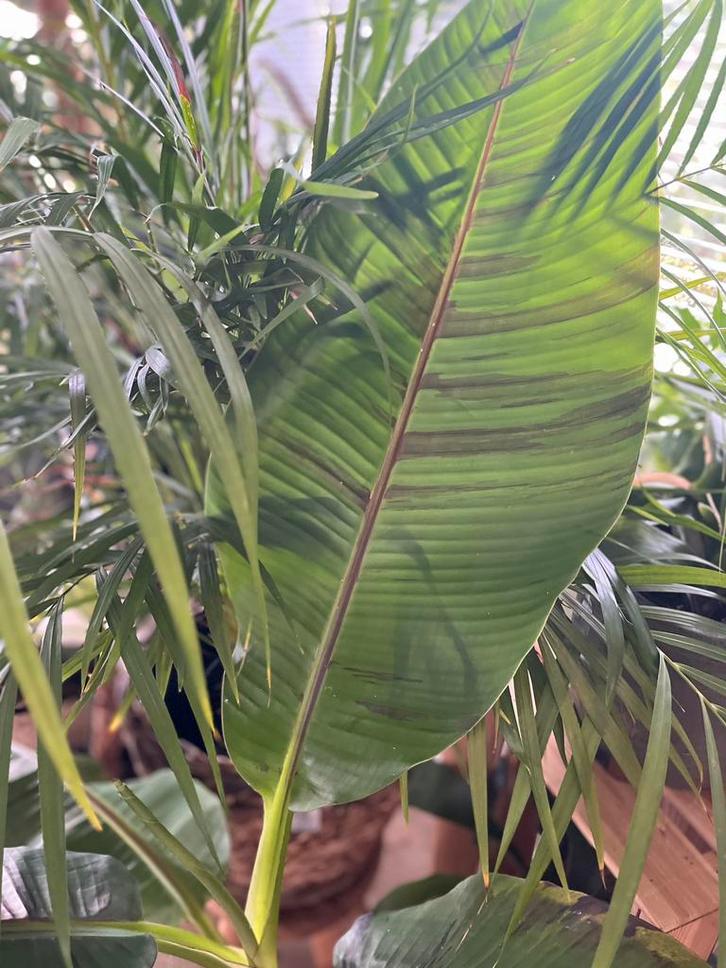 Allerlei tropische kamerplanten, Huis en Inrichting, Kamerplanten, Overige soorten, 150 tot 200 cm, Ophalen