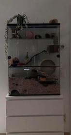 Gerbilarium/ hamsterverblijf, Dieren en Toebehoren, Ophalen, Zo goed als nieuw