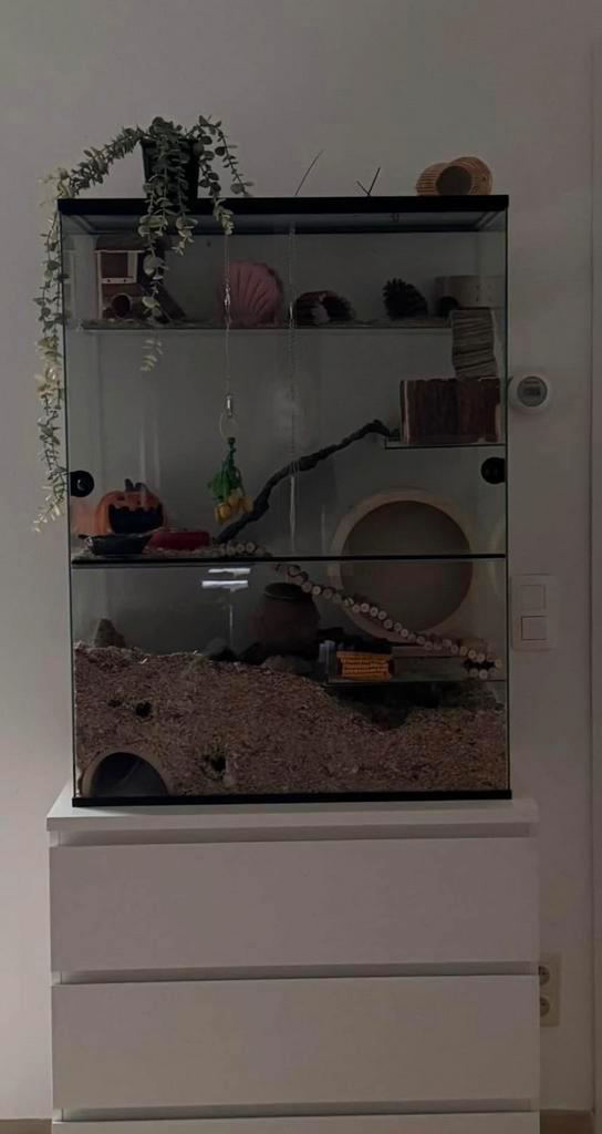 Gerbilarium/ hamsterverblijf, Dieren en Toebehoren, Knaagdieren en Konijnen | Hokken en Kooien, Zo goed als nieuw, Ophalen