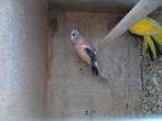 Roze bourke, Dieren en Toebehoren, Vogels | Parkieten en Papegaaien