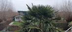palmboom, Tuin en Terras, Planten | Bomen, Volle zon, 250 tot 400 cm, Bloeit niet, Ophalen