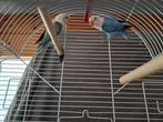 Fischerie opalin eeuwing, Dieren en Toebehoren, Geringd