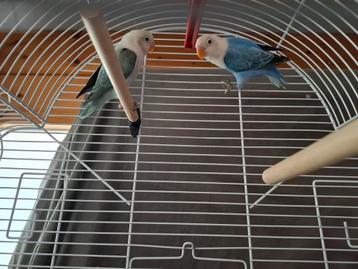 Fischerie opalin eeuwing 
