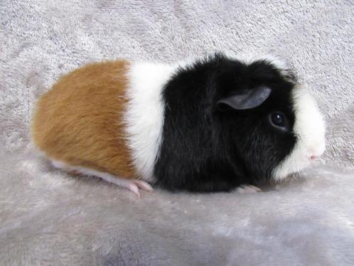 Jong volwassen US teddybeertje, Dieren en Toebehoren, Knaagdieren, Mannelijk, Cavia, Oktober