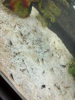 Garnalen, Dieren en Toebehoren, Vissen | Aquariumvissen, Kreeft, Krab of Garnaal, Zoetwatervis