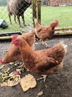 Bruine legkippen, Dieren en Toebehoren, Pluimvee, Vrouwelijk, Kip