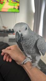 Gris du Gabon, Dieren en Toebehoren, Vrouwelijk, Papegaai, Pratend